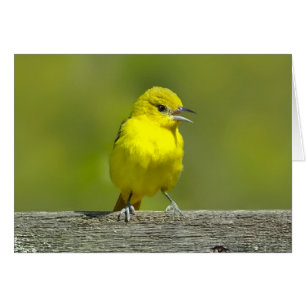 Orchard Oriole - Fotografía Original