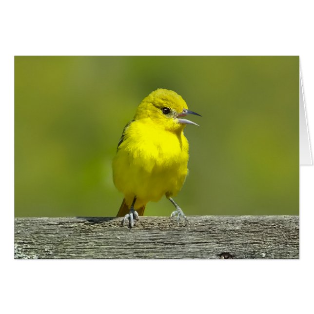 Orchard Oriole - Fotografía Original (Anverso (Horizontal))
