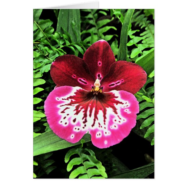 Orchid Orchid Orchid (Frente)