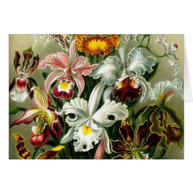 Orchidae (Anverso (Horizontal))