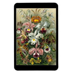 "Orchidae" de Ernst Haeckel Imán