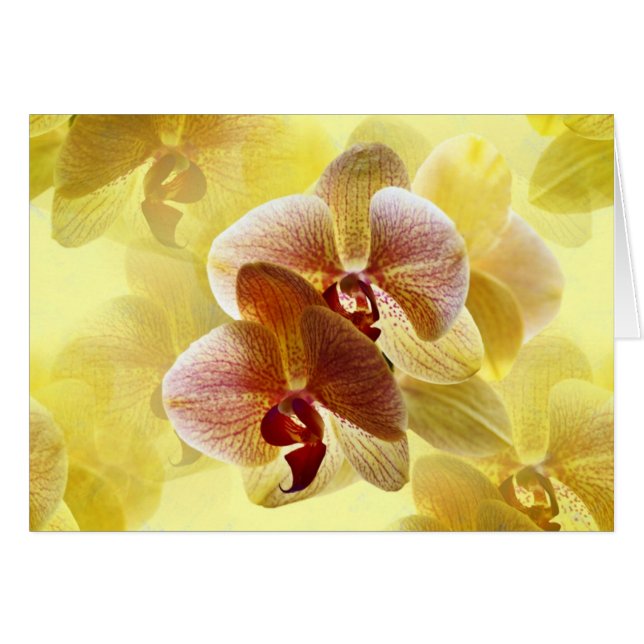 Orchidee (Anverso (Horizontal))
