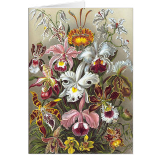 Orchids Ernst Haeckel Bella Artes