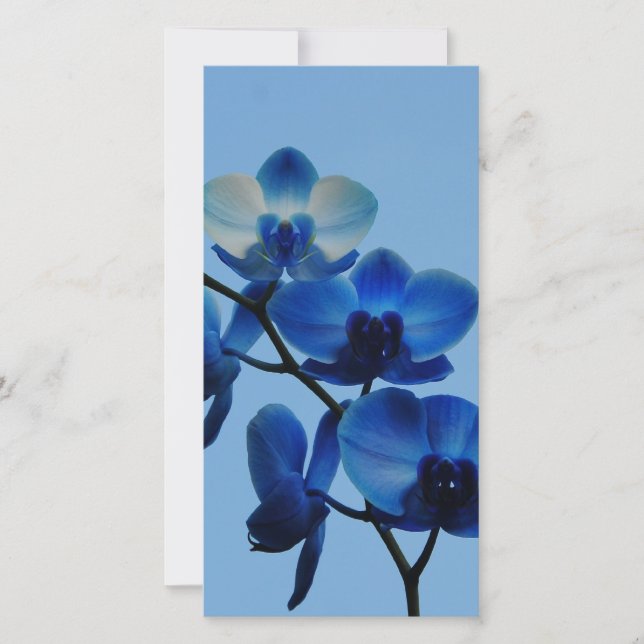 Ordhid azul (Anverso)