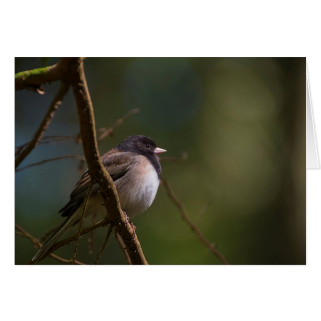 Oregeon Junco (Anverso (Horizontal))