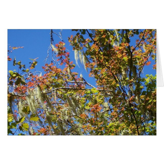 Oregón Central (Anverso (Horizontal))