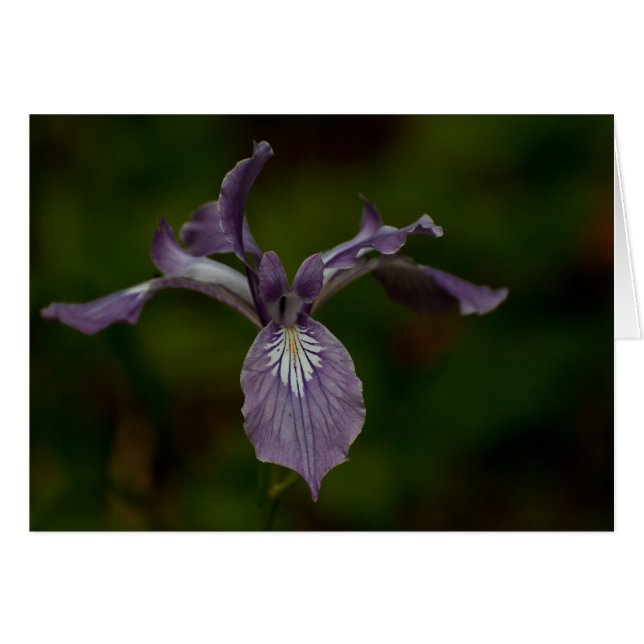 Oregon Iris (Anverso (Horizontal))