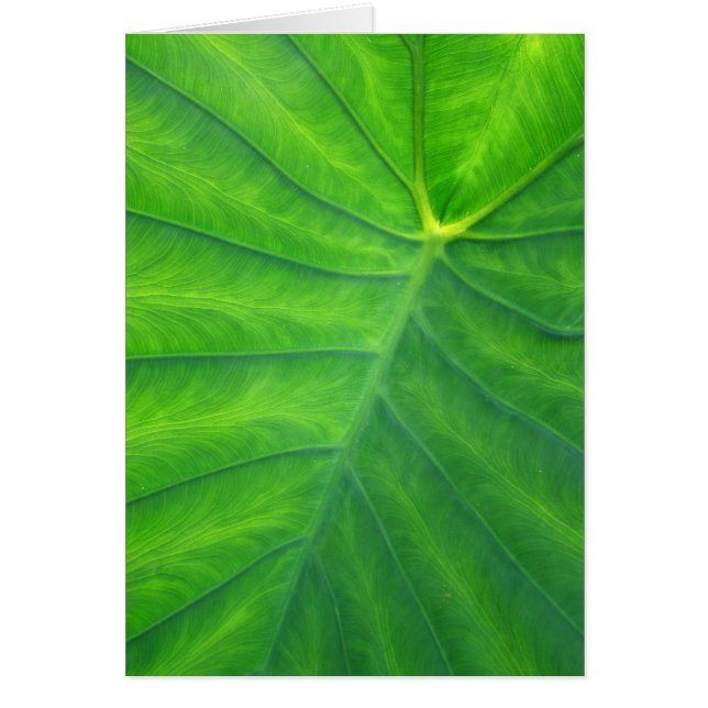 Orejas elefantes - Colocasia (Frente)