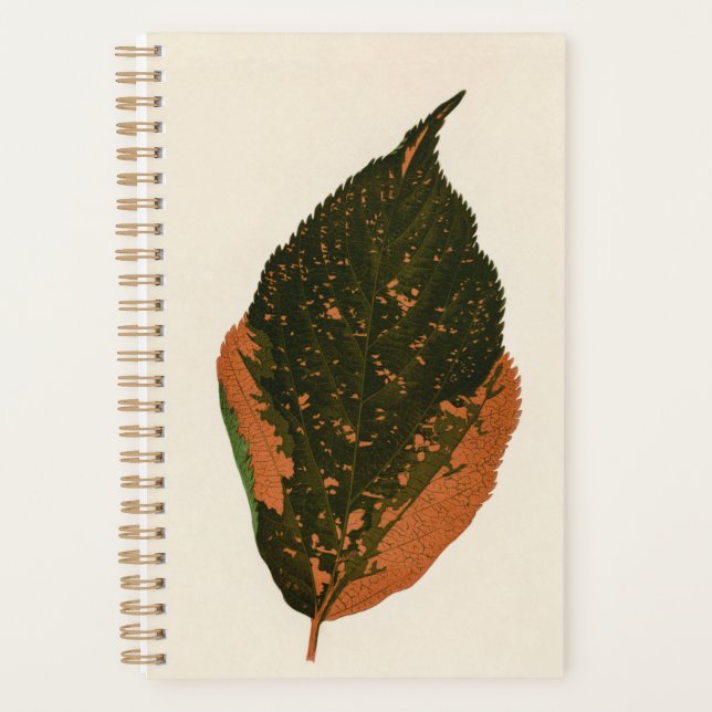 Organizador de plantas botánicas para mamá papá (Anverso)