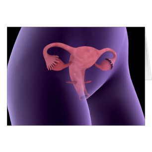 Órgano Reproductivo Femenino, Vista de rayos X 2