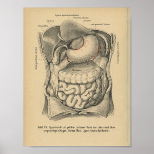 Órganos de abdomen de impresión de anatomía aleman