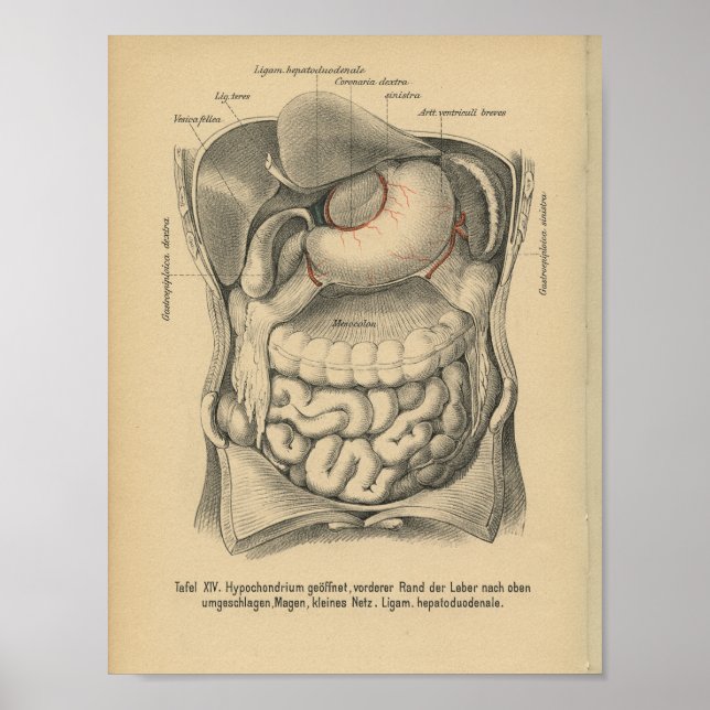 Órganos de abdomen de impresión de anatomía aleman (Frente)