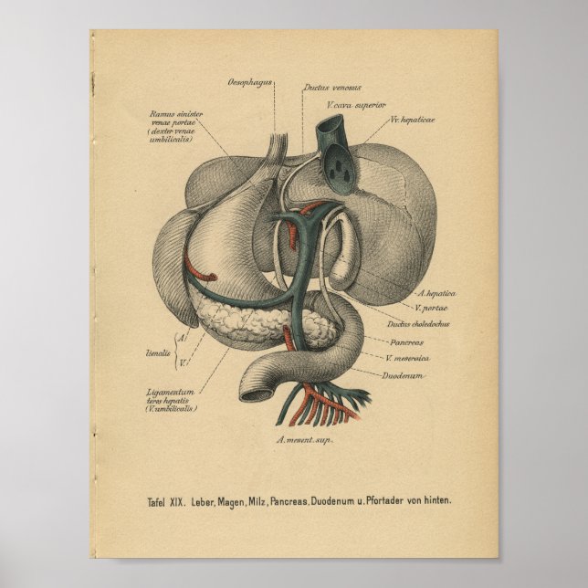Órganos de impresión de anatomía alemana de 1888 (Frente)