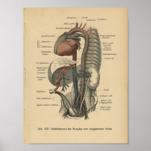 Órganos de impresión de anatomía alemana de 1888 (Frente)