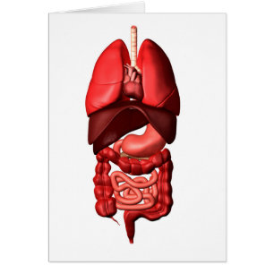 Órganos De Los Sistemas Respiratorios Y Digestivos
