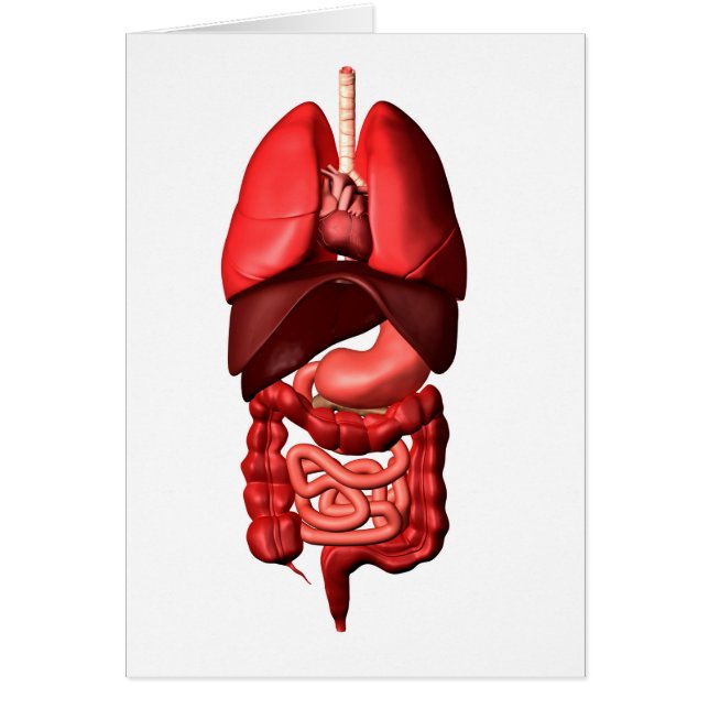 Órganos De Los Sistemas Respiratorios Y Digestivos (Frente)