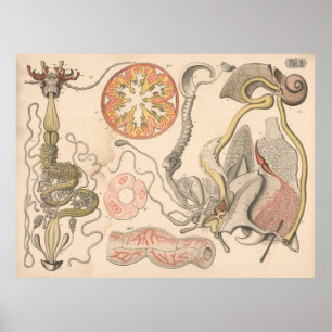 Órganos digestivos de insectos Biología Arte 1882