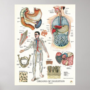 Órganos internos Posters de anatomía del sistema d