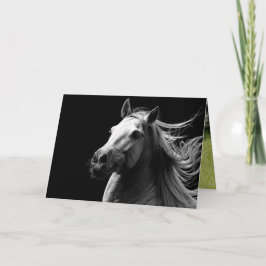 Orgullo del Stallion Blanco - Tarjeta de saludo a 