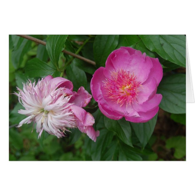 Orgullo y prejuicio (Anverso (Horizontal))