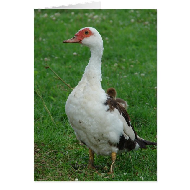 Orgullosa Momma (Frente)