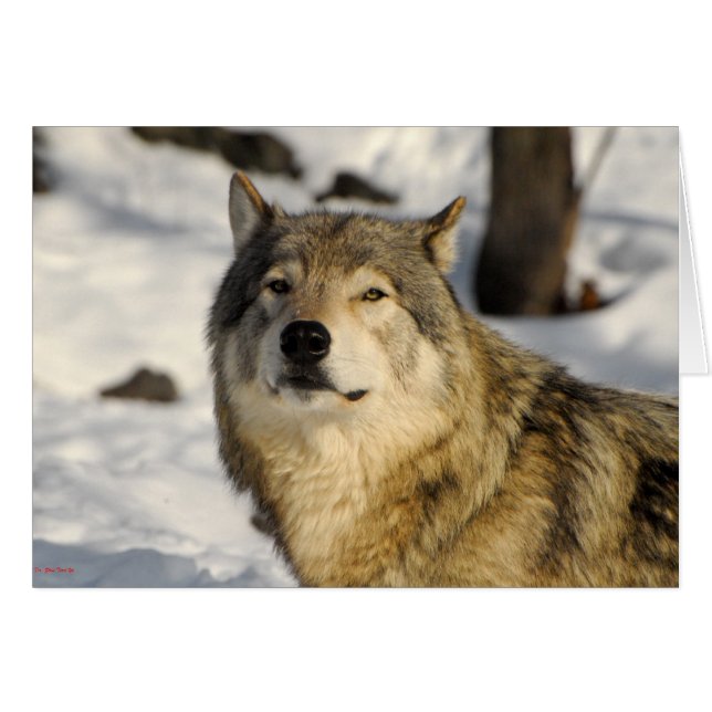 Orgullosa postura (Anverso (Horizontal))