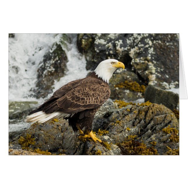 Orgulloso Bald Eagle (Anverso (Horizontal))