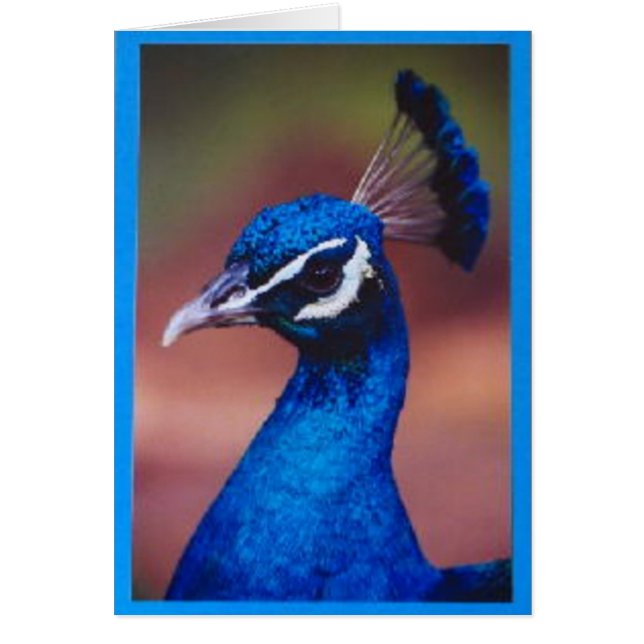 Orgulloso como pavo real (Frente)