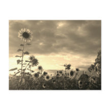 Orgulloso girasol al atardecer - postal