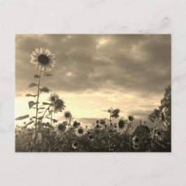 Orgulloso girasol al atardecer - postal