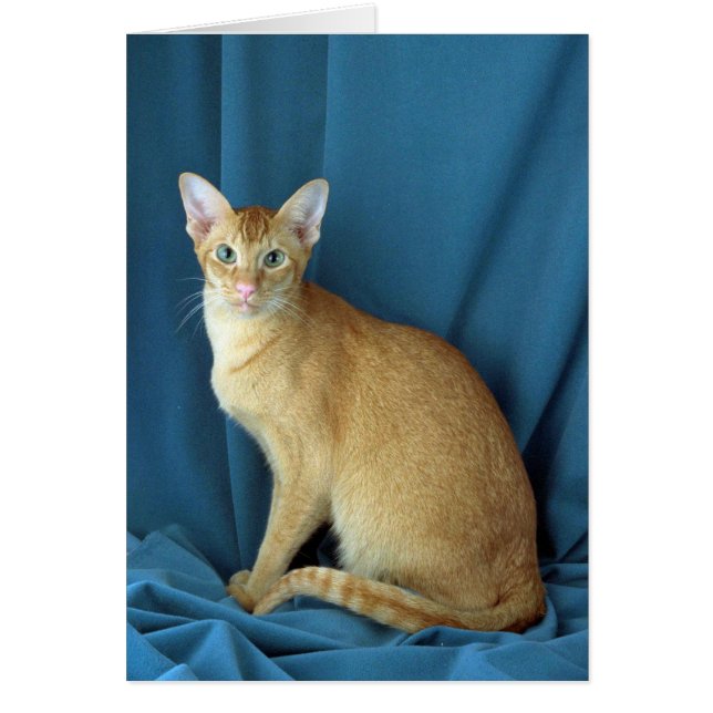 Oriental, de cola roja (Frente)