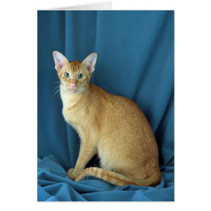 Oriental extranjero, rojo hizo tictac