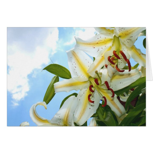 Oriental Lily Card (Anverso (Horizontal))