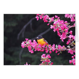 Oriole de Baltimore en Crabapple