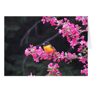 Oriole de Baltimore en Crabapple
