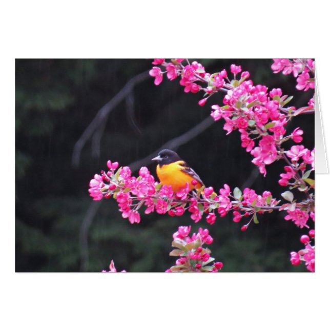 Oriole de Baltimore en Crabapple (Anverso (Horizontal))
