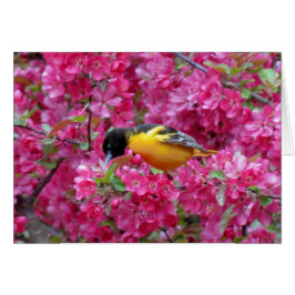 Oriole de Baltimore en Crabapple