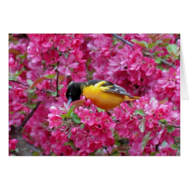 Oriole de Baltimore en Crabapple (Anverso (Horizontal))
