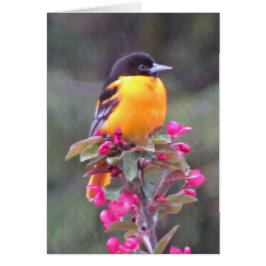 Oriole de Baltimore en Crabapple