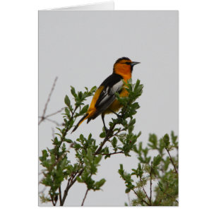 Oriole de Bullock