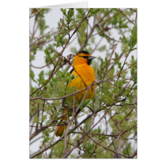 Oriole de Bullock
