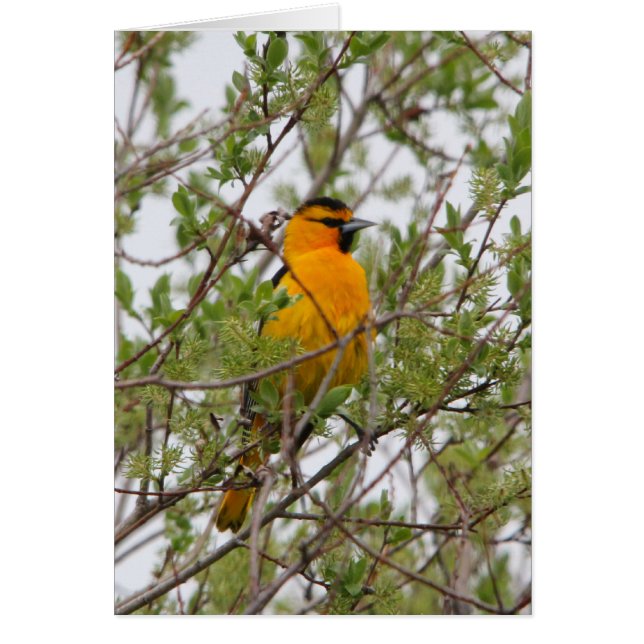 Oriole de Bullock (Frente)