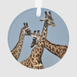Ornamento 1 del safari