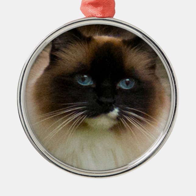 Ornamento adorable del gato de Ragdoll (Frente)