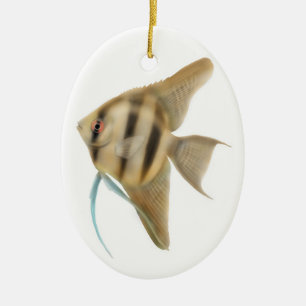 Ornamento agraciado del Angelfish