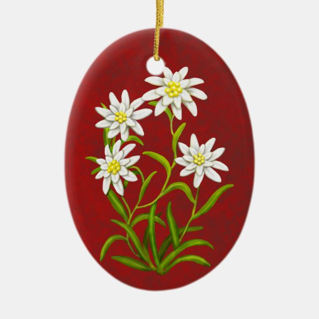 Ornamento alpino de las flores de Edelweiss del (Frente)