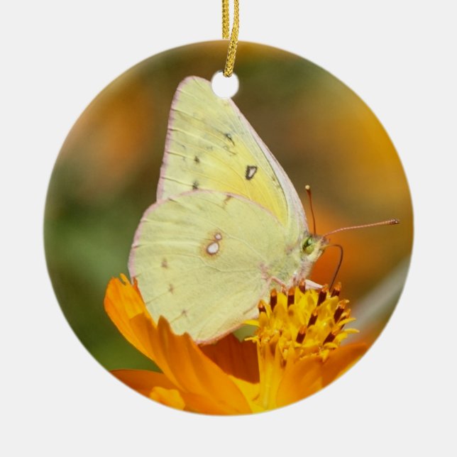 Ornamento amarillo de la mariposa (Frente)
