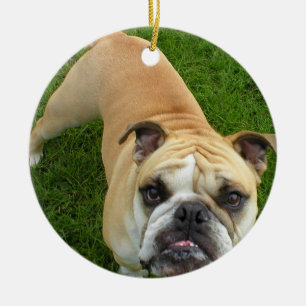 Ornamento americano del bulldog