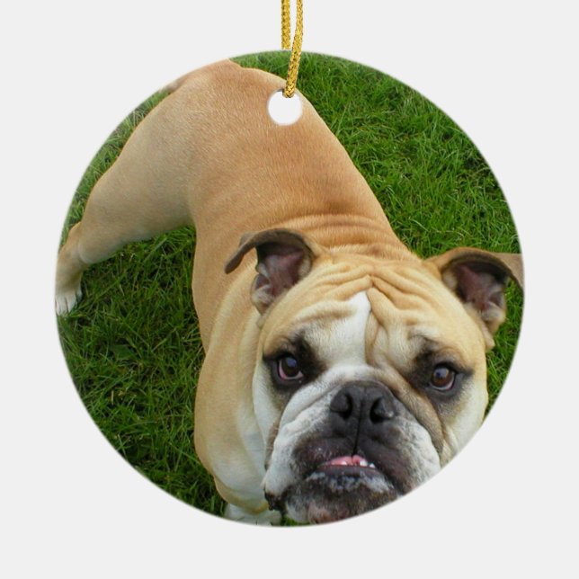 Ornamento americano del bulldog (Frente)