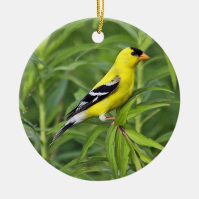 Ornamento americano del Goldfinch (Frente)